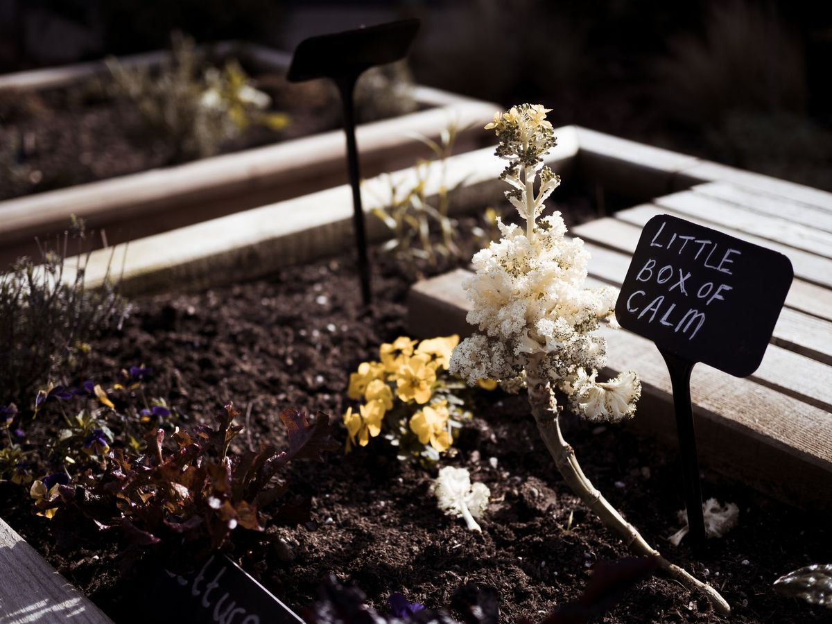 Common mistakes in bee gardens: 10 planting errors and their fixes