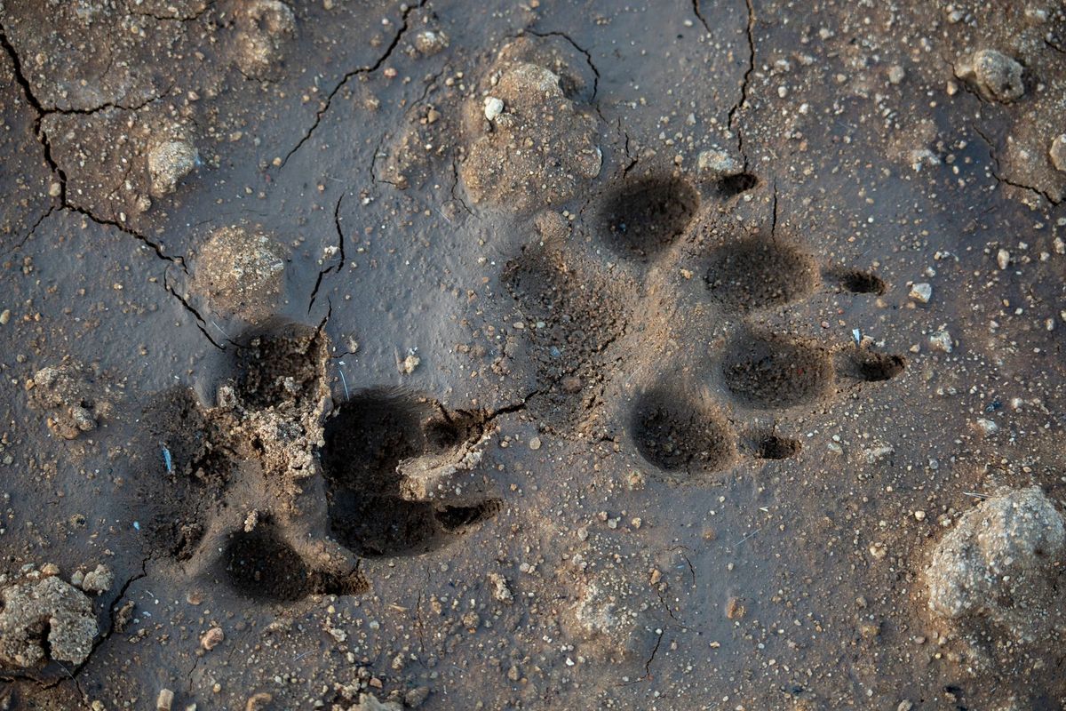 Fox signs checklist: 12 field clues to identify a garden visitor
