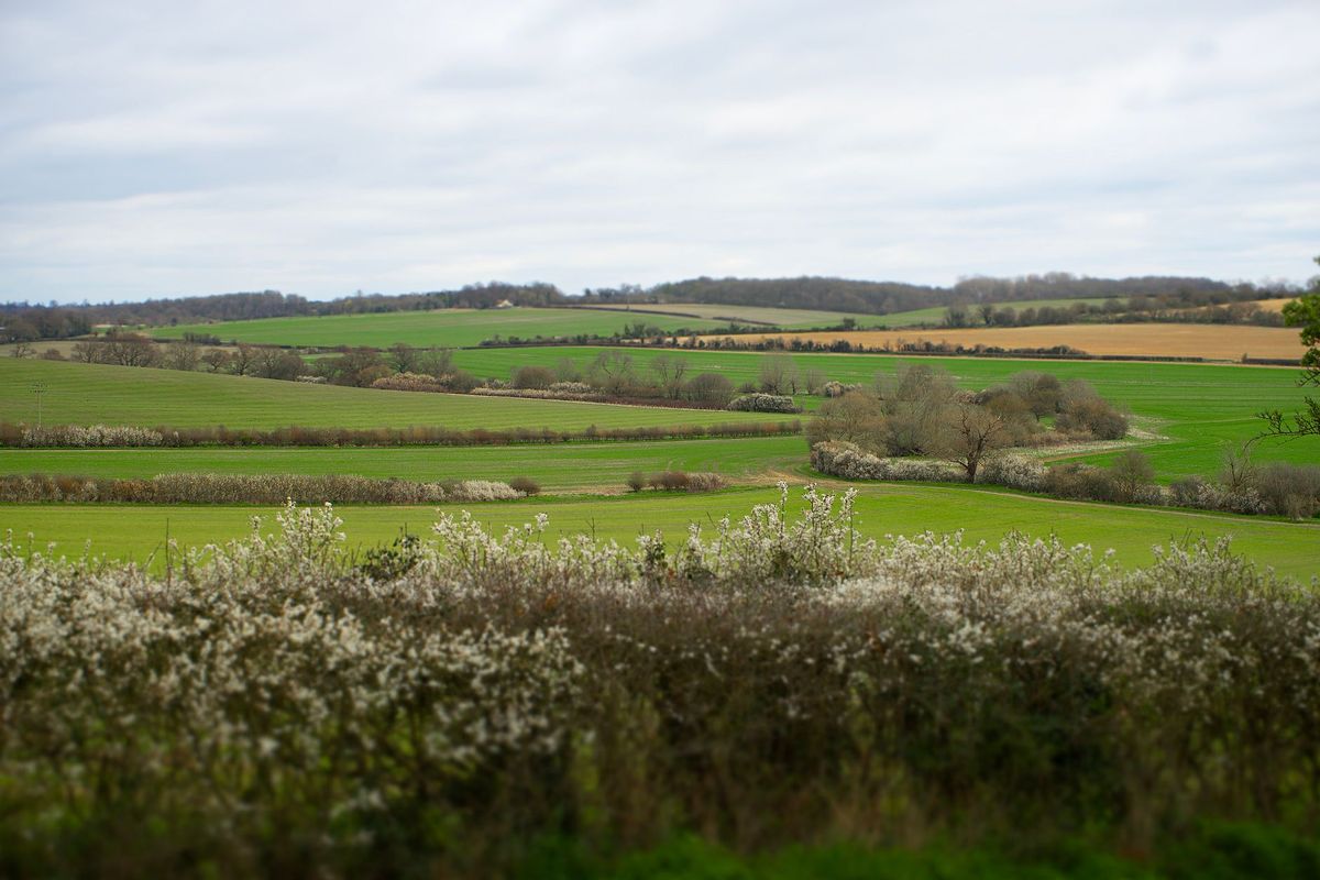 Hedgerow habitat checklist: managing a UK hedgerow for wildlife year-round