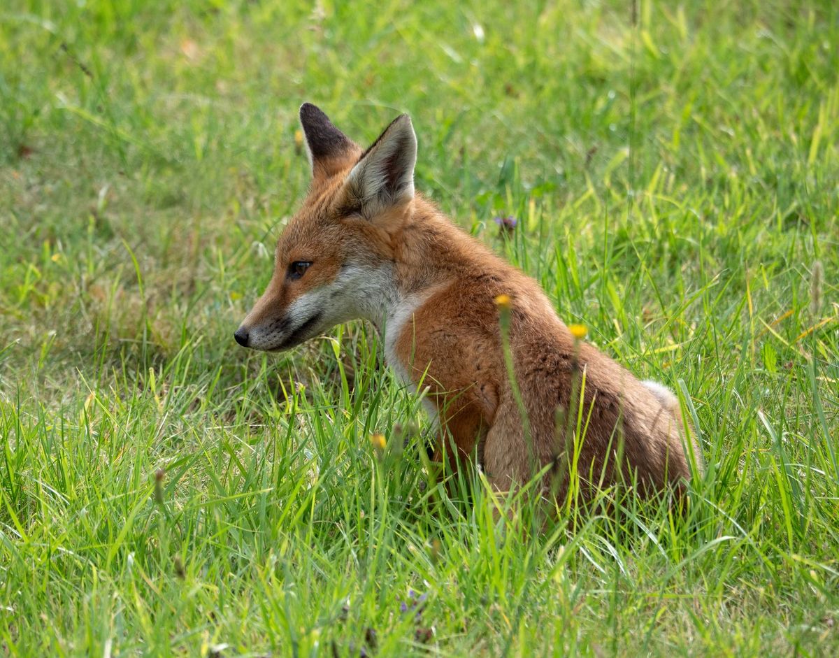 How to create a fox-friendly garden without encouraging nuisance behaviour: a UK guide