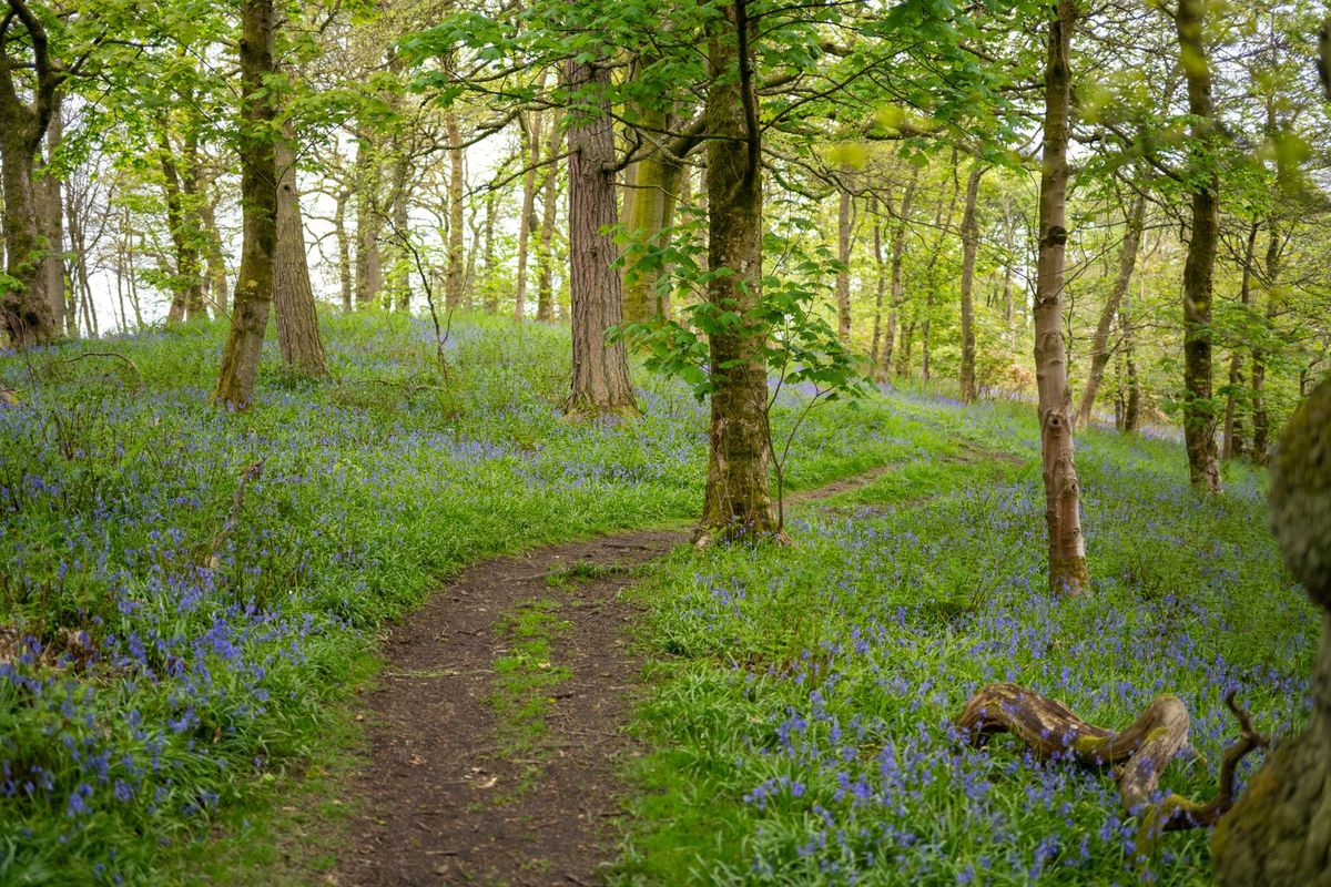 Seasonal wildlife watching calendar for UK beginners: what to see each month